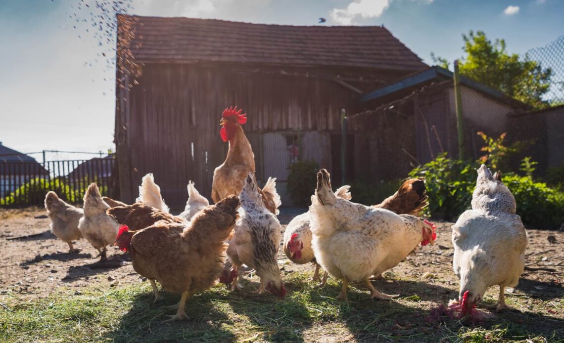 młode kury